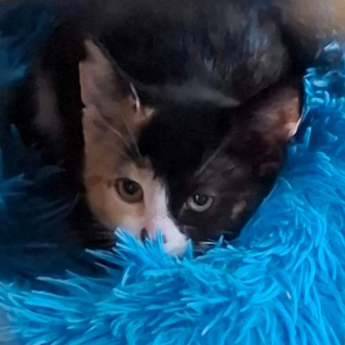 Phantom ** 2nd Chance Cat Rescue **