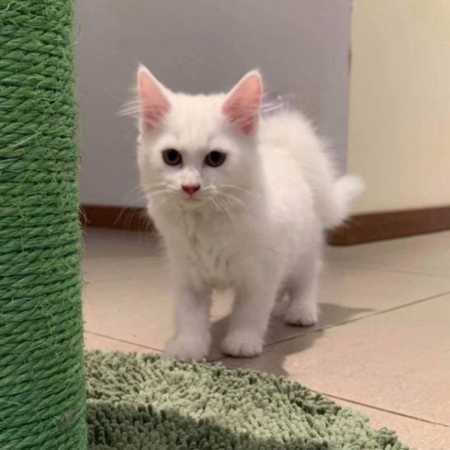 Photo of Mallie   Located In St Helena