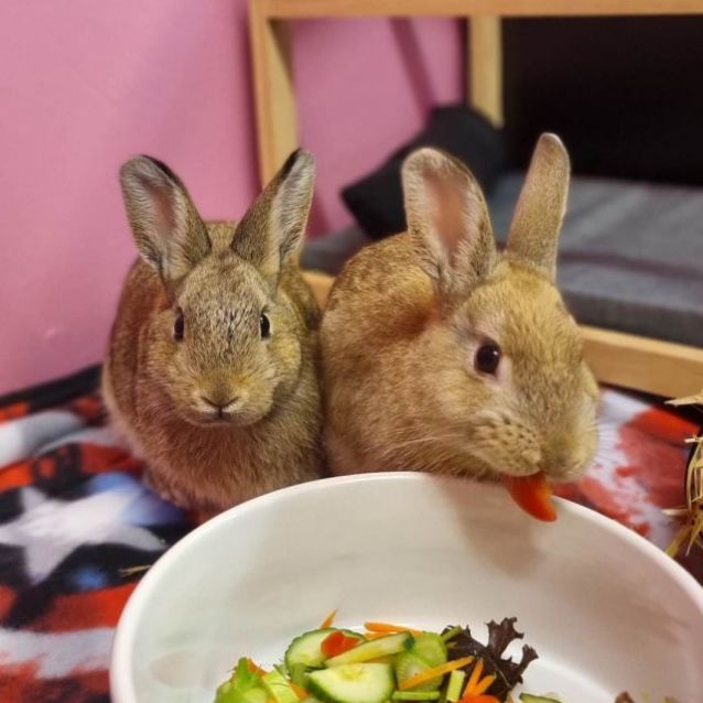 Photo of Chilli & Pepper (Located In Werribee South)