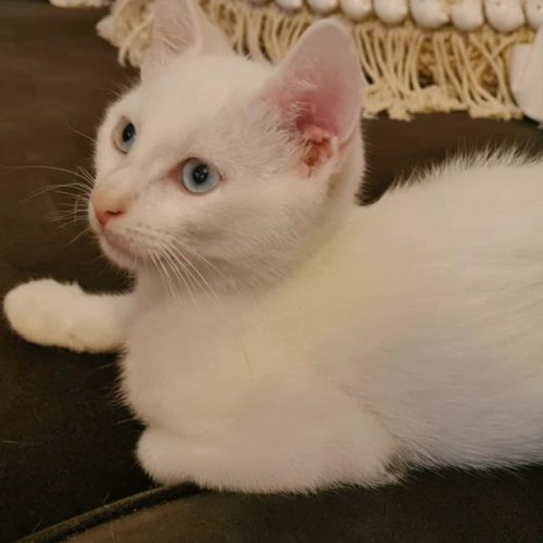 Albie