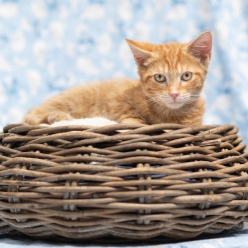 Brioche ** 2nd Chance Cat Rescue**