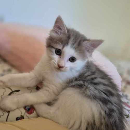 Lila**2nd Chance Cat Rescue**