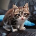 Photo of Dusty  8 Week Old (On Trial 10/04/22)