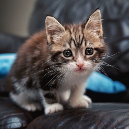 Dusty- 8 Week Old (on trial 10/04/22)