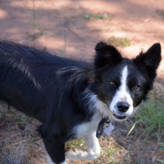 Border Collie Giving Out Good Night Kisses Melts Hearts Online