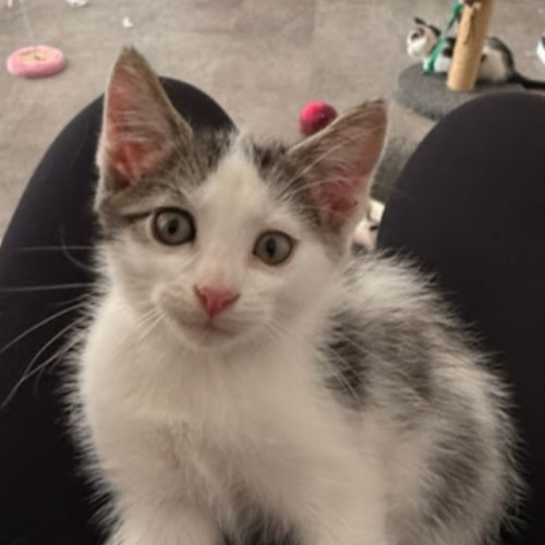 Georgie