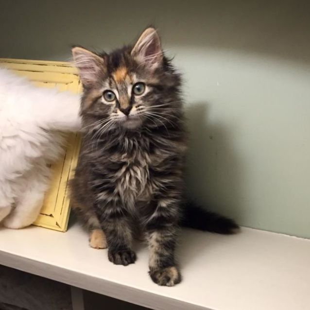 Photo of Henrietta ^^Dandy Cat Rescue^^