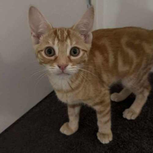 No photo for Cap'n Crunch 