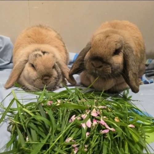 No photo for Lady Marmalade & Saffron (Located In Point Cook)