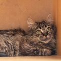 Photo of Wiley **2nd Chance Cat Rescue**