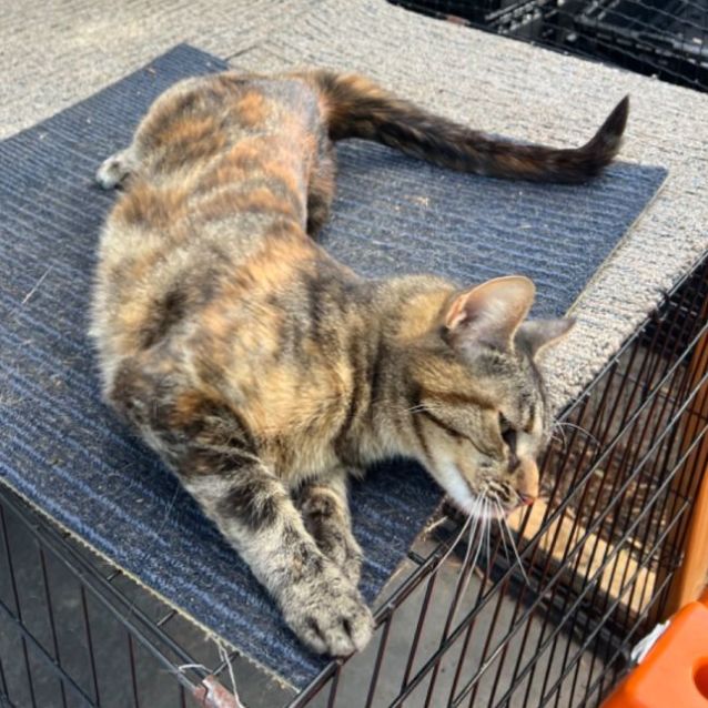 Photo of Samantha   Can Transport To You