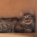 Photo of Wiley **2nd Chance Cat Rescue**