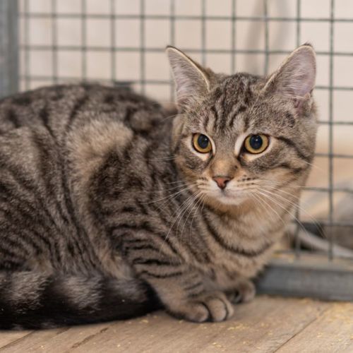 2nd Chance Cat Rescue PetRescue