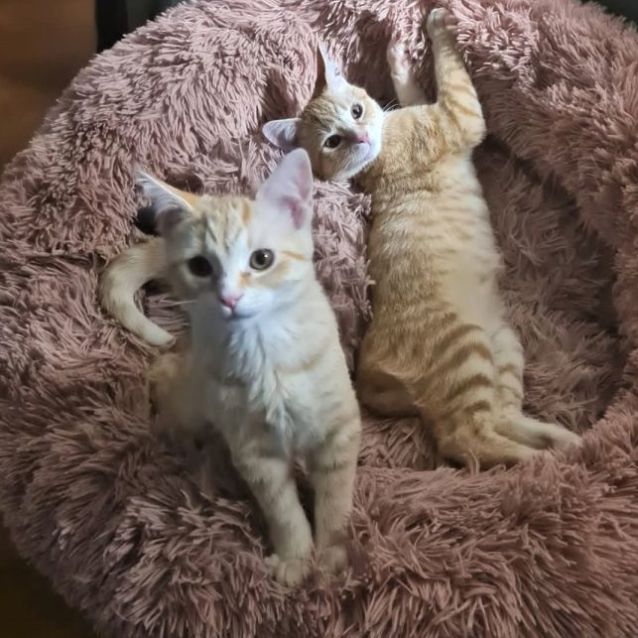 Photo of Meridah & Morris ^^Dandy Cat Rescue^^