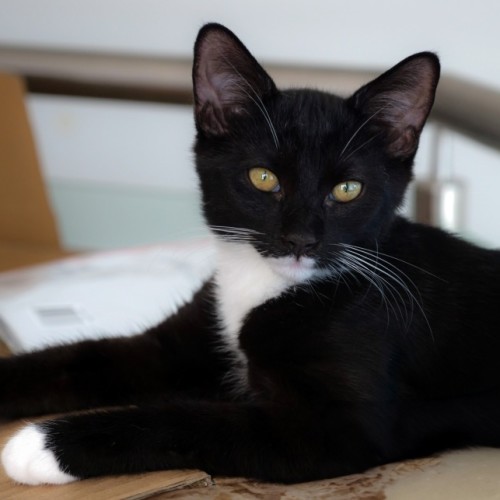 Zorro