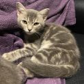 Photo of Milly