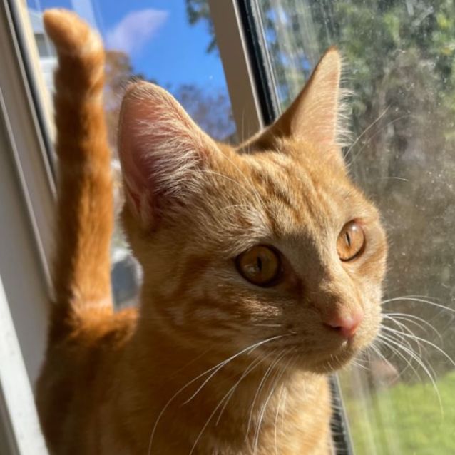 Photo of Marmalade 