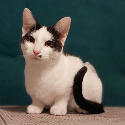 No photo for Hercule Poirot