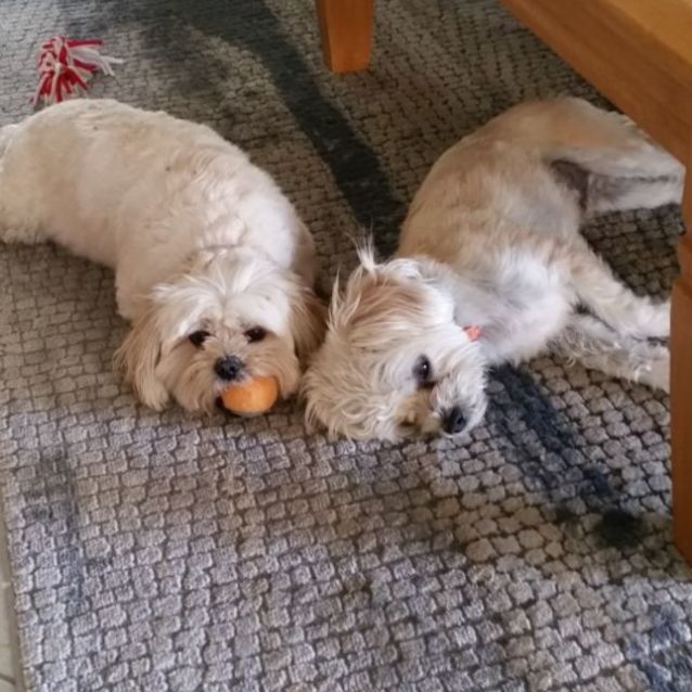 Photo of Coco And Bella