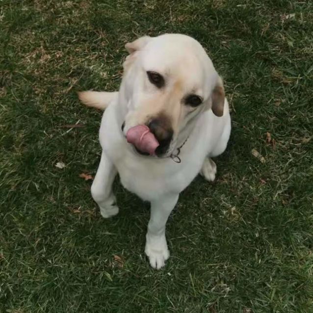 Photo of Hugo ** Pure Breed Labrador **