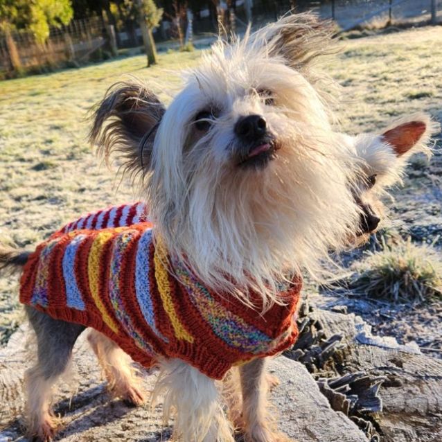 Photo of Lily & Oreo