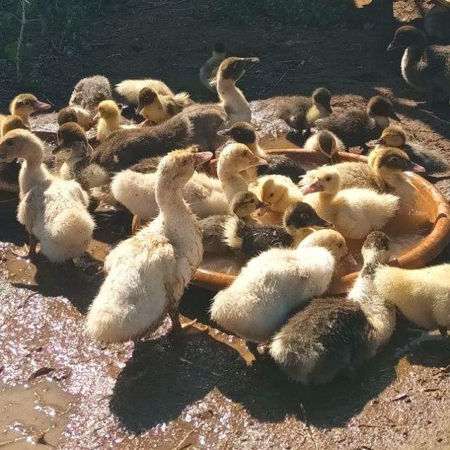 Photo of Friendly, Tame Ducklings & Drakes