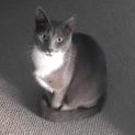 Photo of Pudding