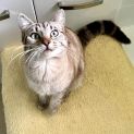 Photo of Peaches