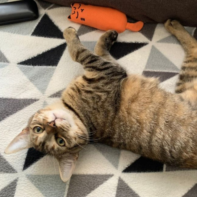 Photo of Shawna ^^Dandy Cat Rescue^^