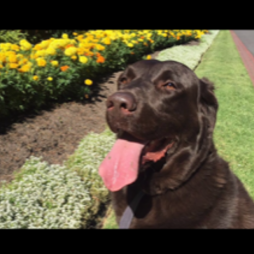 Buddy