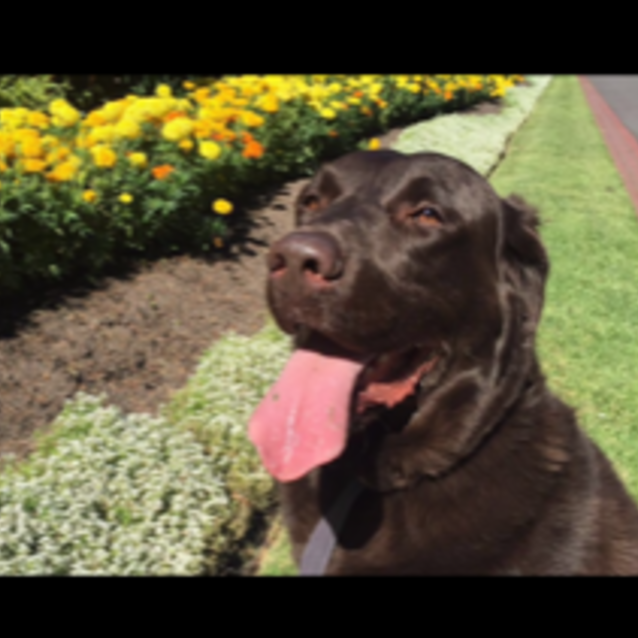 Photo of Buddy