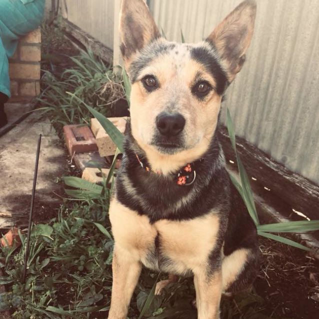 Photo of Perfect Hobby Farm Dog Isla!