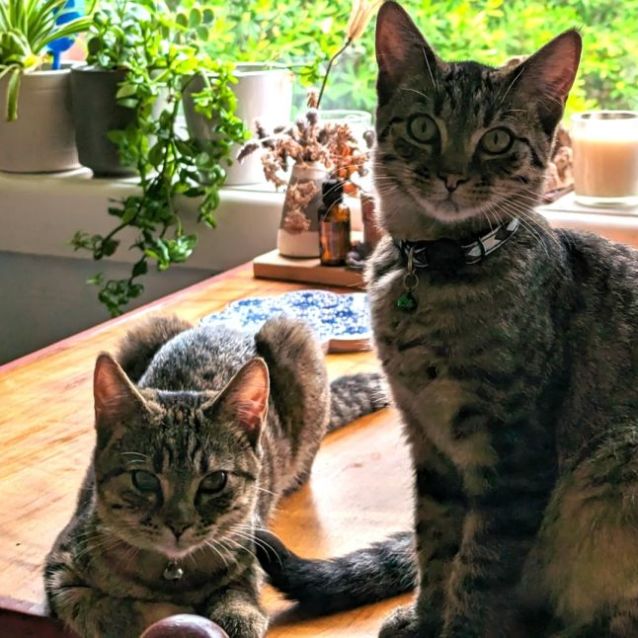 Photo of Houdini & Patch