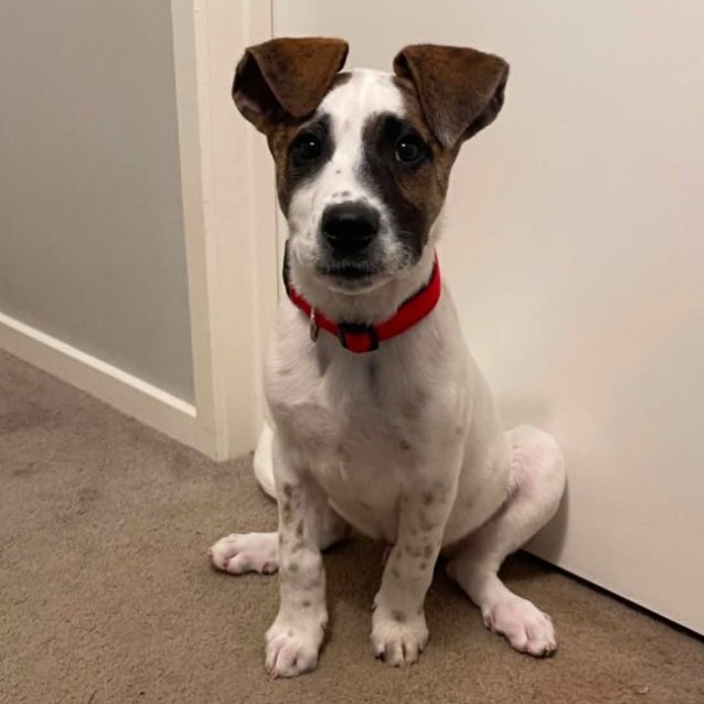 Jack - Medium Male Australian Cattle Dog Mix Dog in VIC - PetRescue