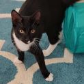 Photo of Tucker ^Dandy Cat Rescue^