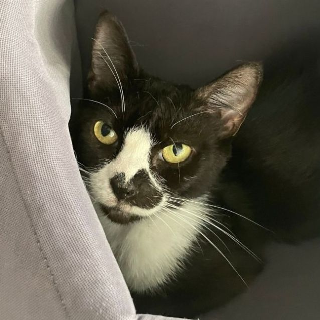 Photo of Zelda