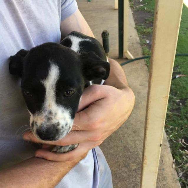 Photo of Puppy Rey Dl2336