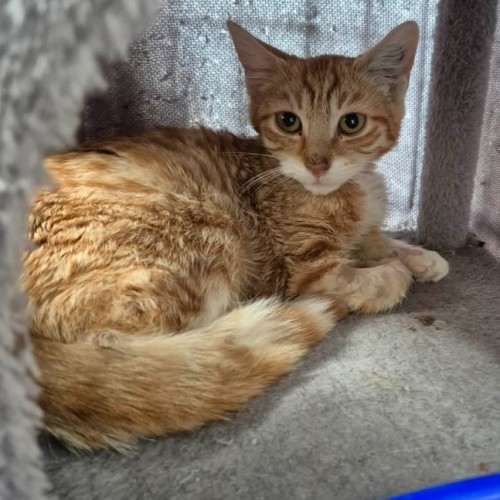 Richard ** 2nd Chance Cat Rescue**