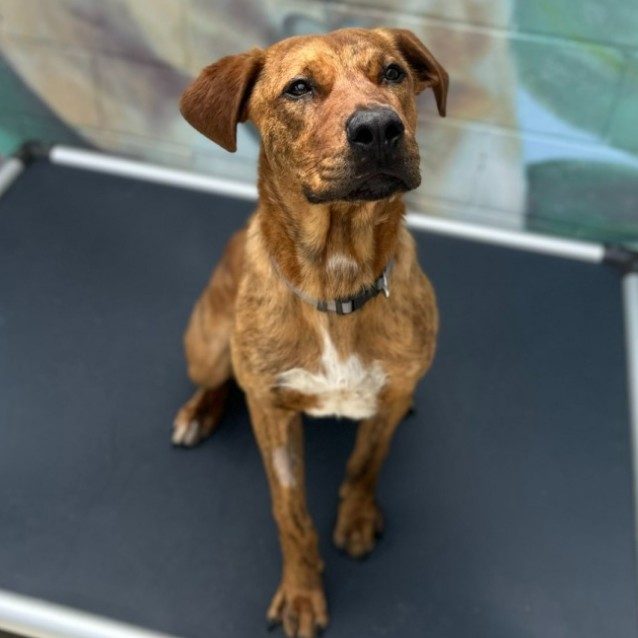 🍪 Scooby 6714 🍪 - Medium Male Rhodesian Ridgeback Mix Dog in VIC ...