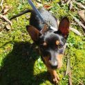 Photo of Mouse