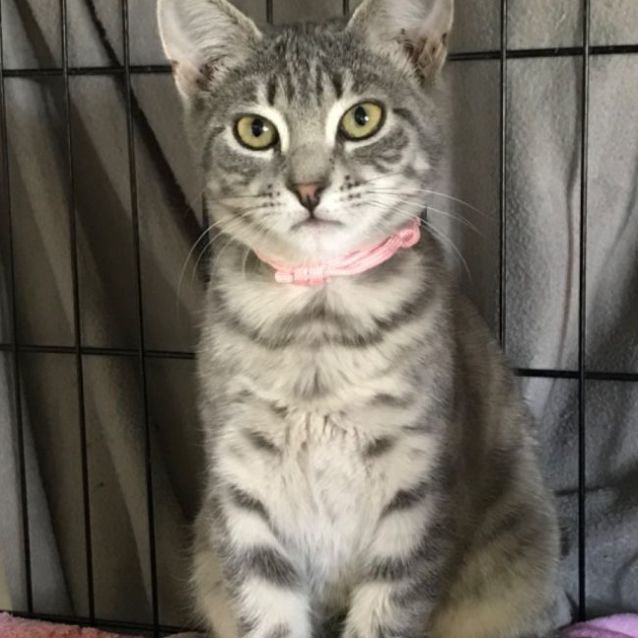 Photo of Poppy & Misty 