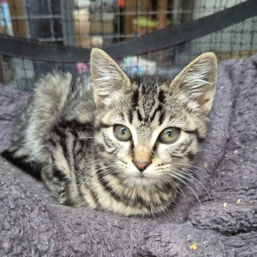 Gum ** 2nd Chance Cat Rescue**