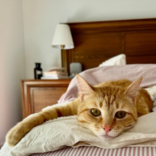 Harry **2nd Chance Cat Rescue**