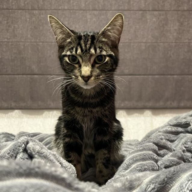 Photo of Braylon (Located In Cranbourne East)