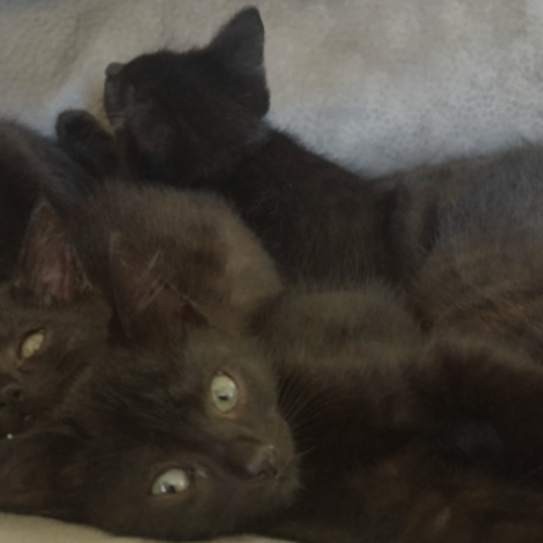 Black Male *Reduced Adoption Fee*