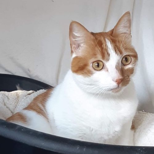 Oscar 