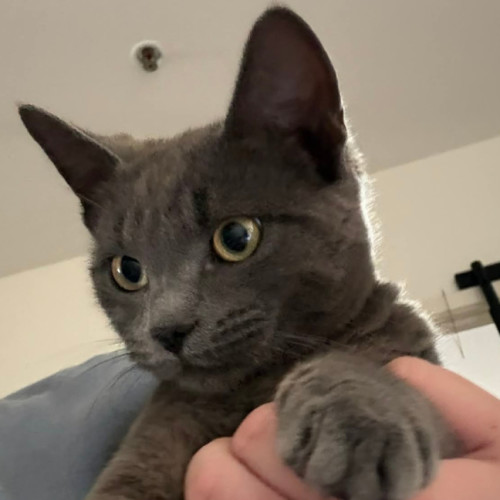 Nido Queen **2nd Chance Rescue**