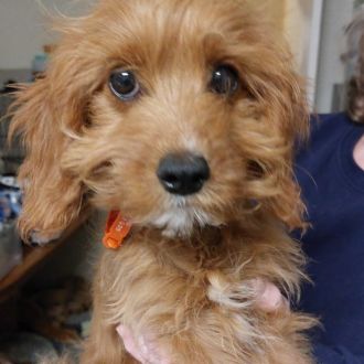 Small Female Cavalier King Charles Spaniel Mix Dog