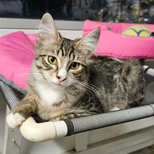 Benny ** 2nd Chance Cat Rescue **