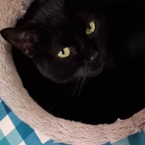 Lily - Reduced Adoption Fee